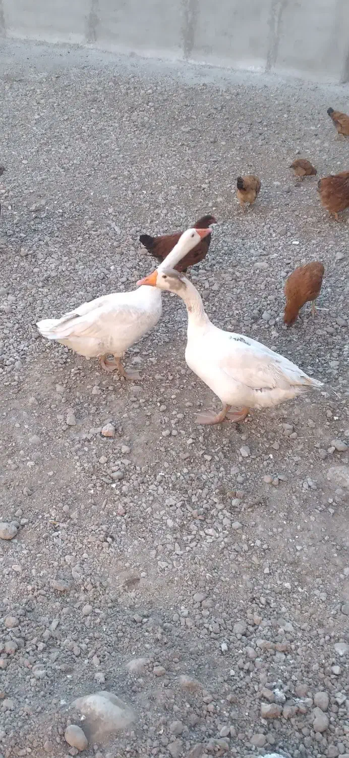 دو عدد غاز محلی|حیوانات مزرعه|اردبیل, |دیوار