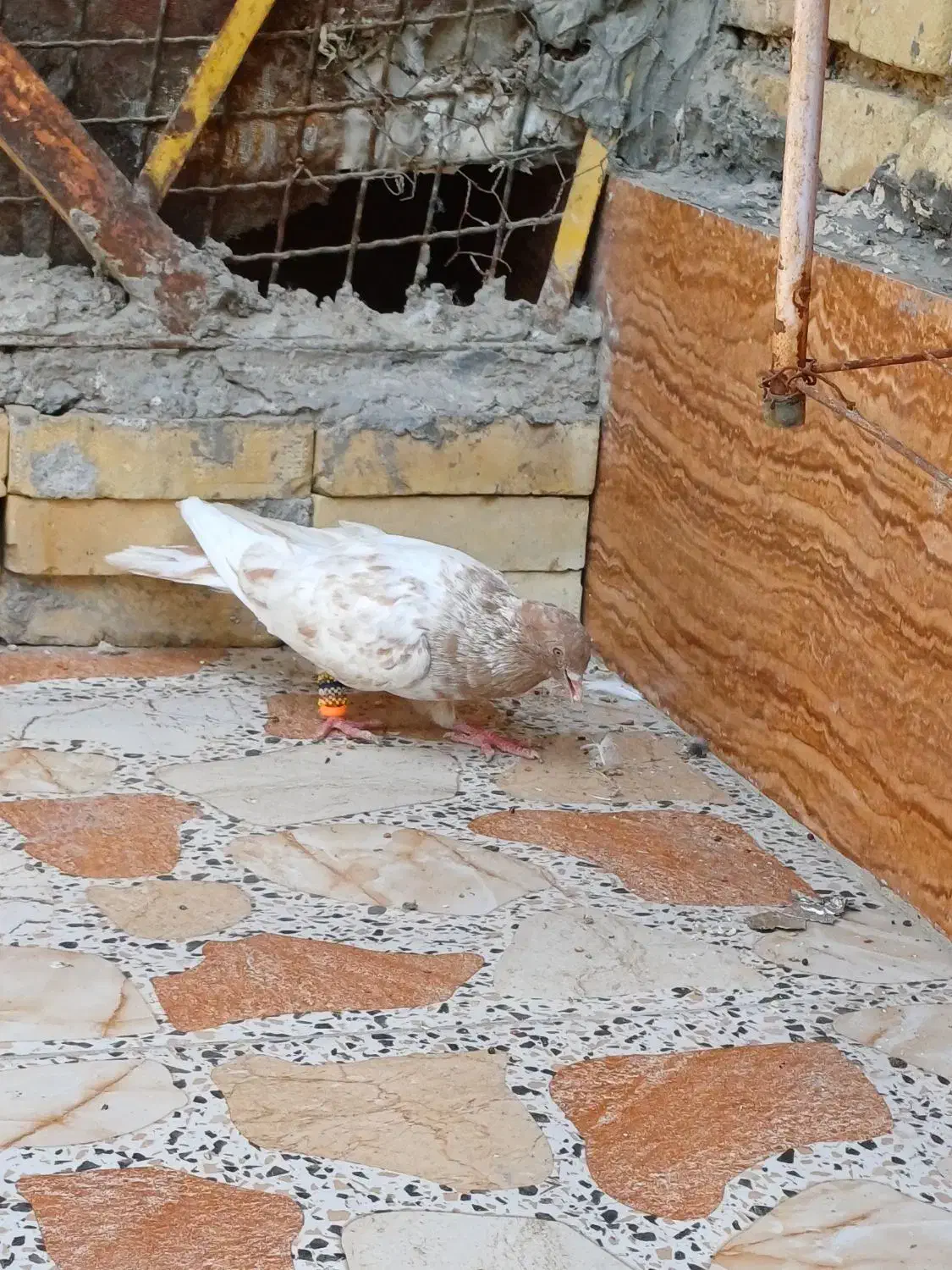 کبوتر|پرنده|خرمشهر, |دیوار