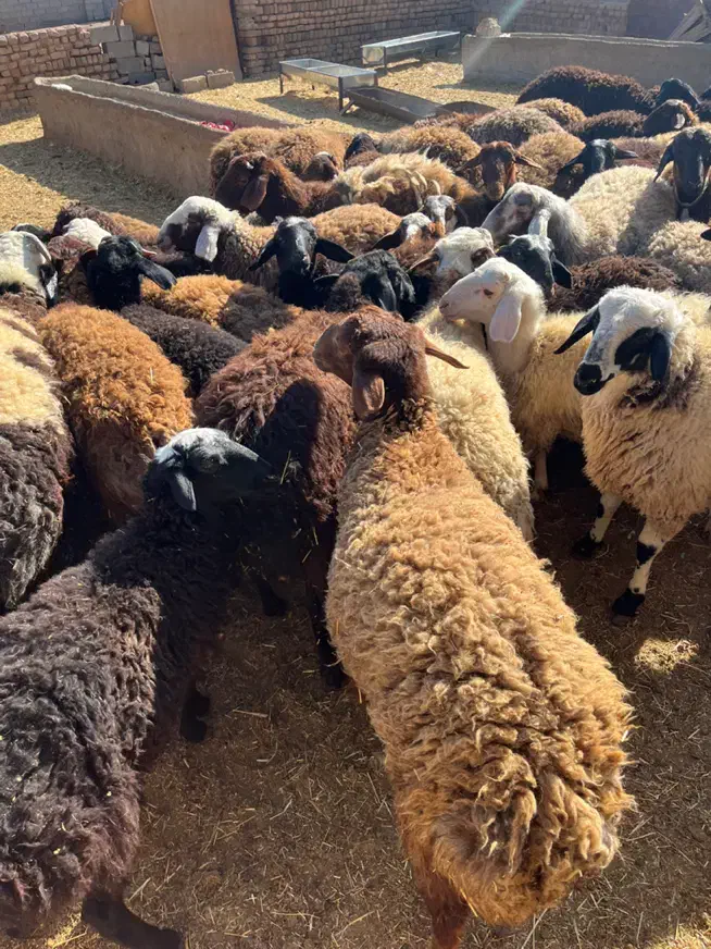 بره پرواری تک ب قیمت عمده|حیوانات مزرعه|صفادشت, |دیوار