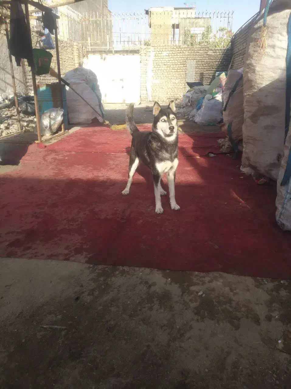 سگ هاسکی زرنگ|سگ|مشهد, رسالت|دیوار