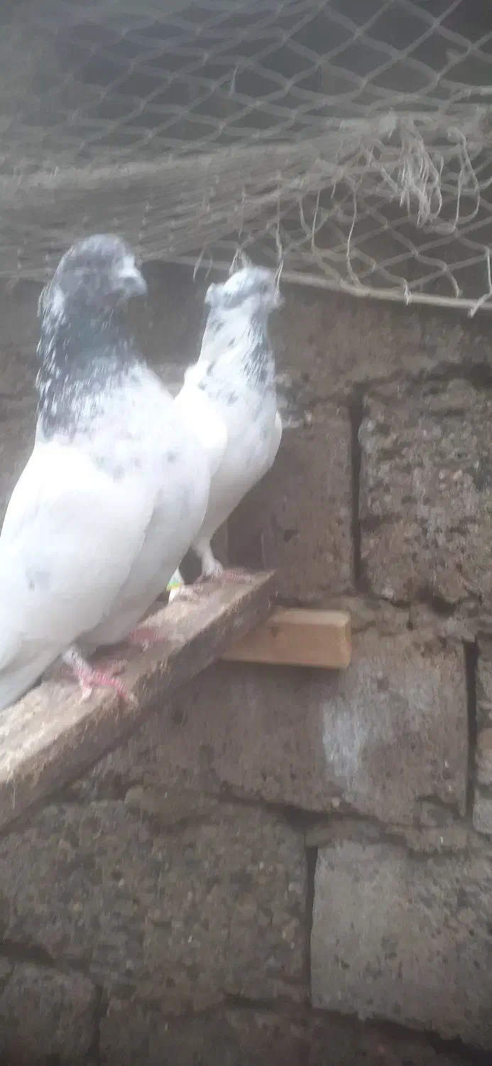 کبوترپرشی|پرنده|رشت, جهاد|دیوار