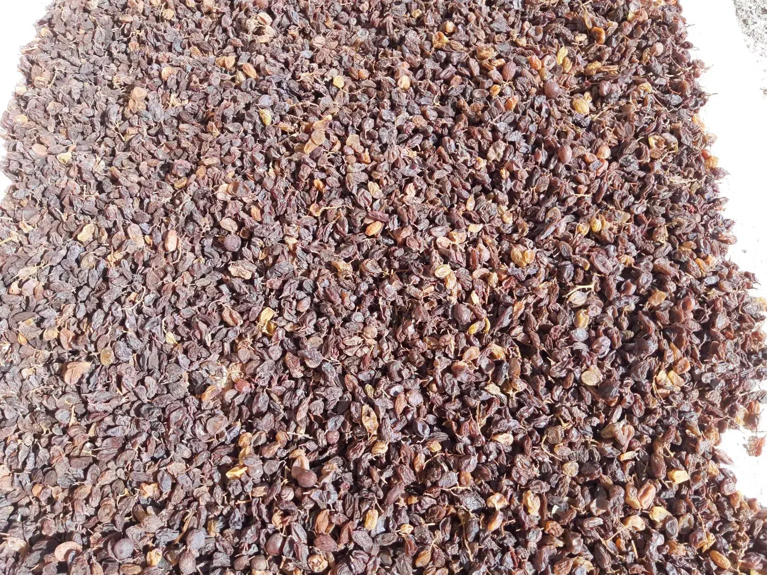 کشمش فروشی|خوردنی و آشامیدنی|قزوین, |دیوار