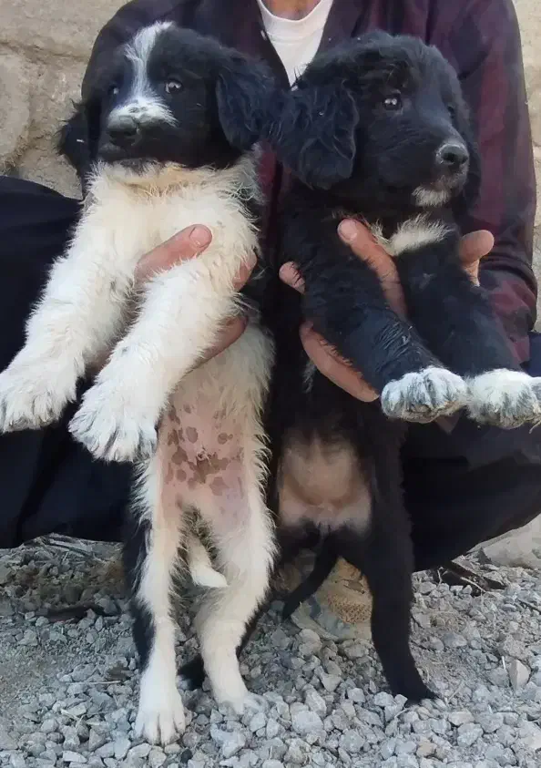 جفت توله نر و ماده قدرجونی قهدریجانی|سگ|ابریشم, |دیوار