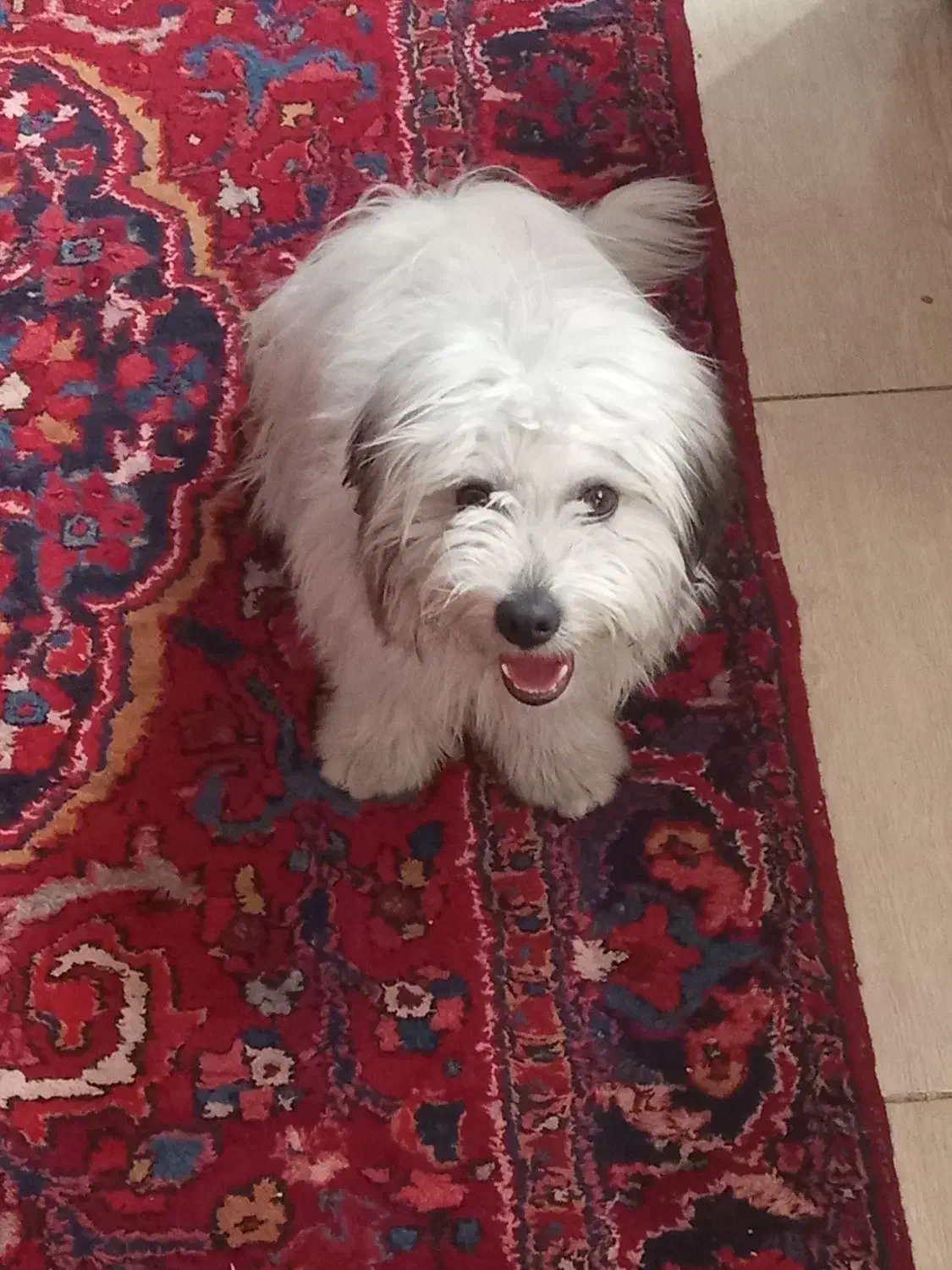 سگ شیتزو 10ماهه|سگ|تبریز, |دیوار