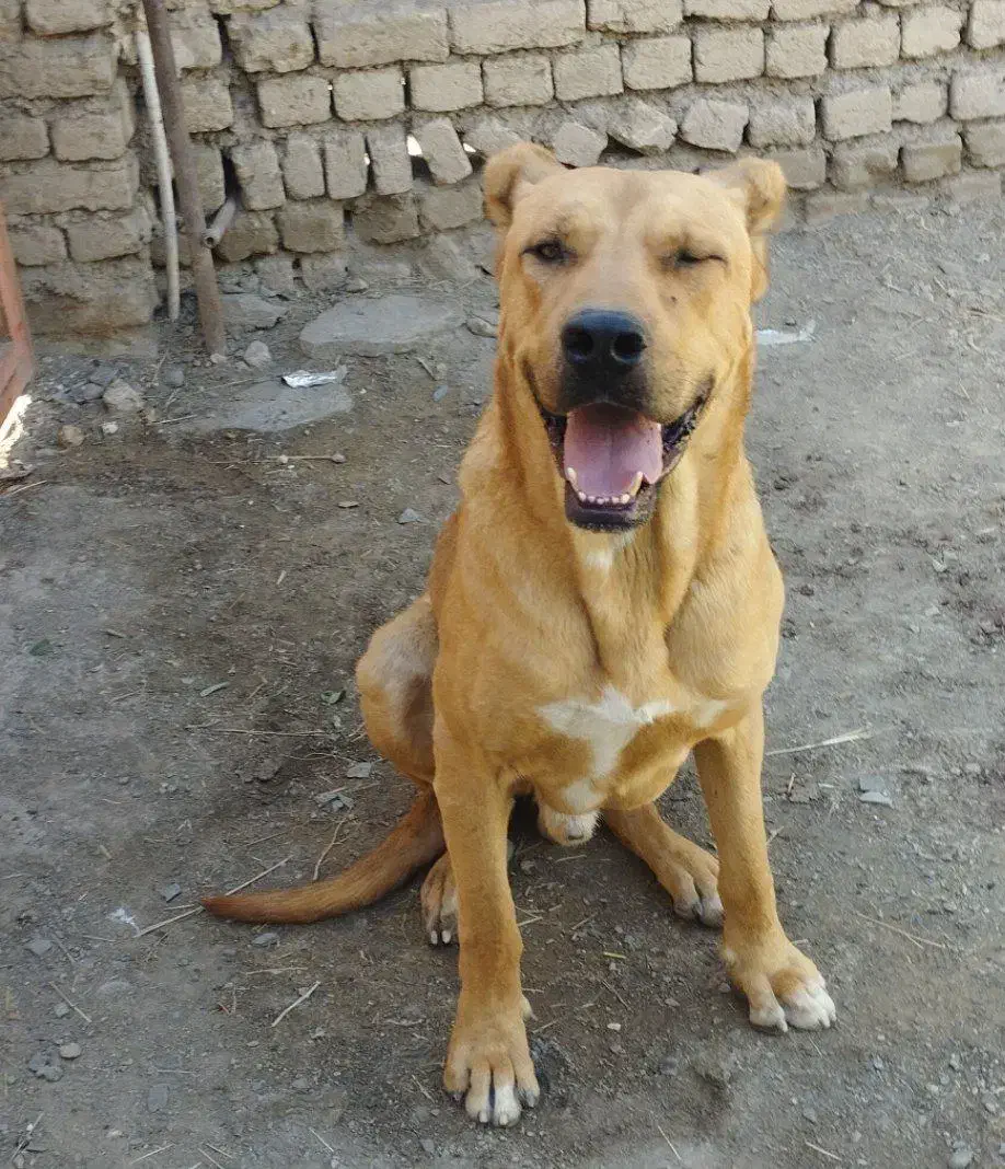 سرابی|سگ|ملایر, |دیوار