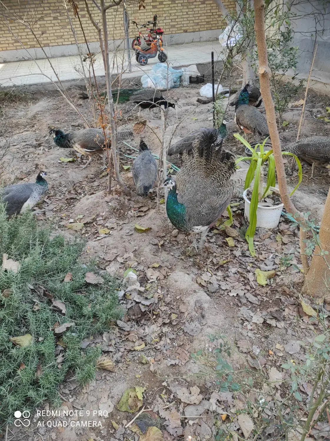 طاووس گم شده|حیوانات|یزد, |دیوار