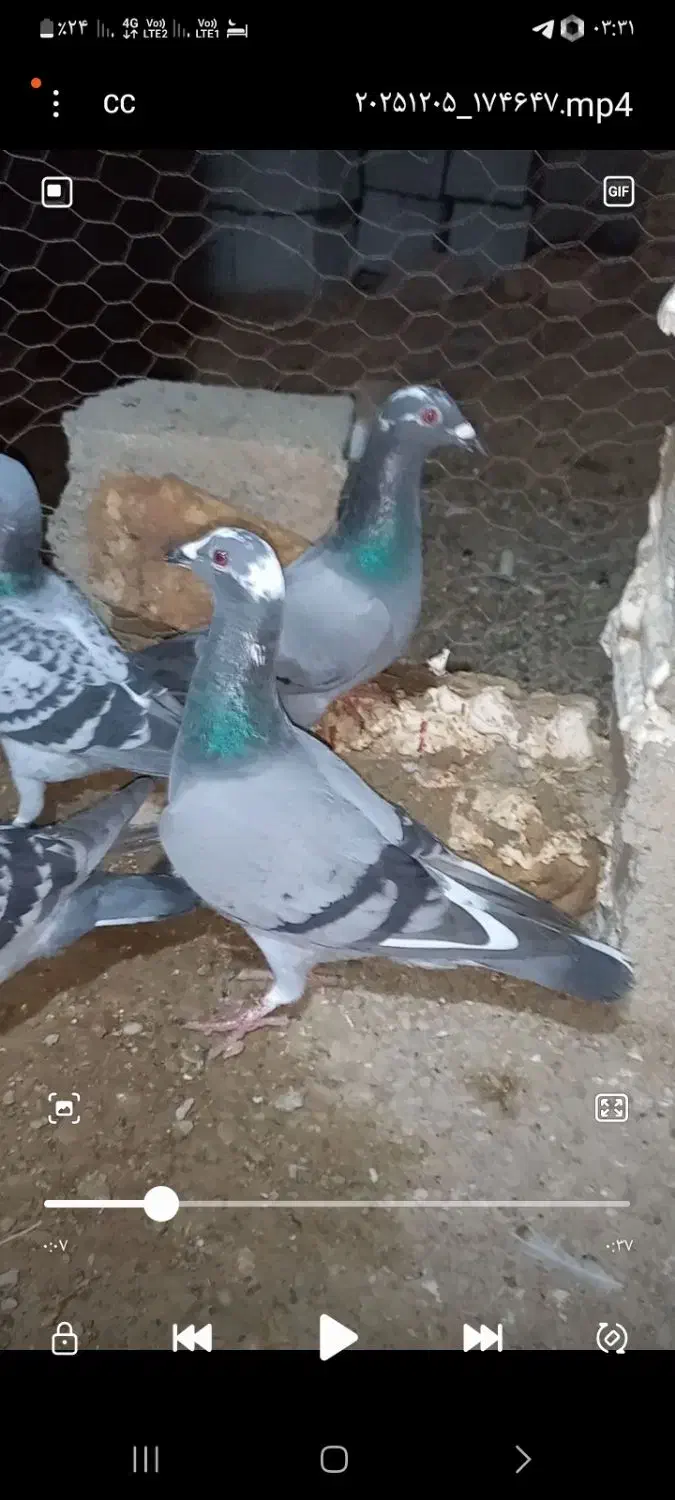 800000|پرنده|سرخس, |دیوار