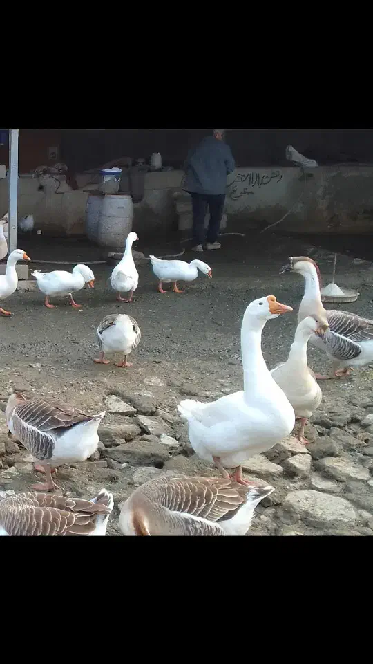 قوغاز۲ساله|حیوانات مزرعه|ساری, |دیوار