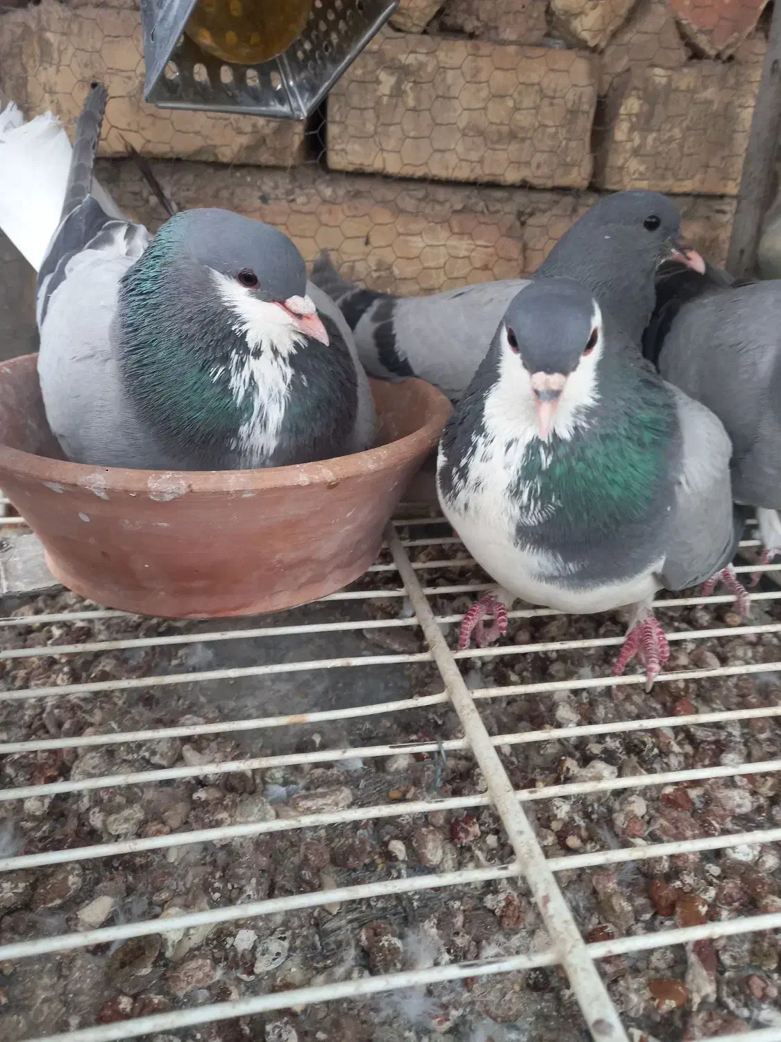 خرقه شوخ|حیوانات|اصفهان, رسالت|دیوار