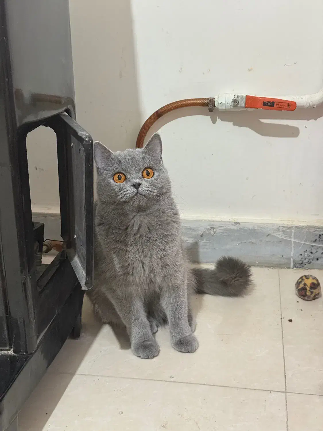 بیریتیش اصیل|گربه|رفسنجان, |دیوار