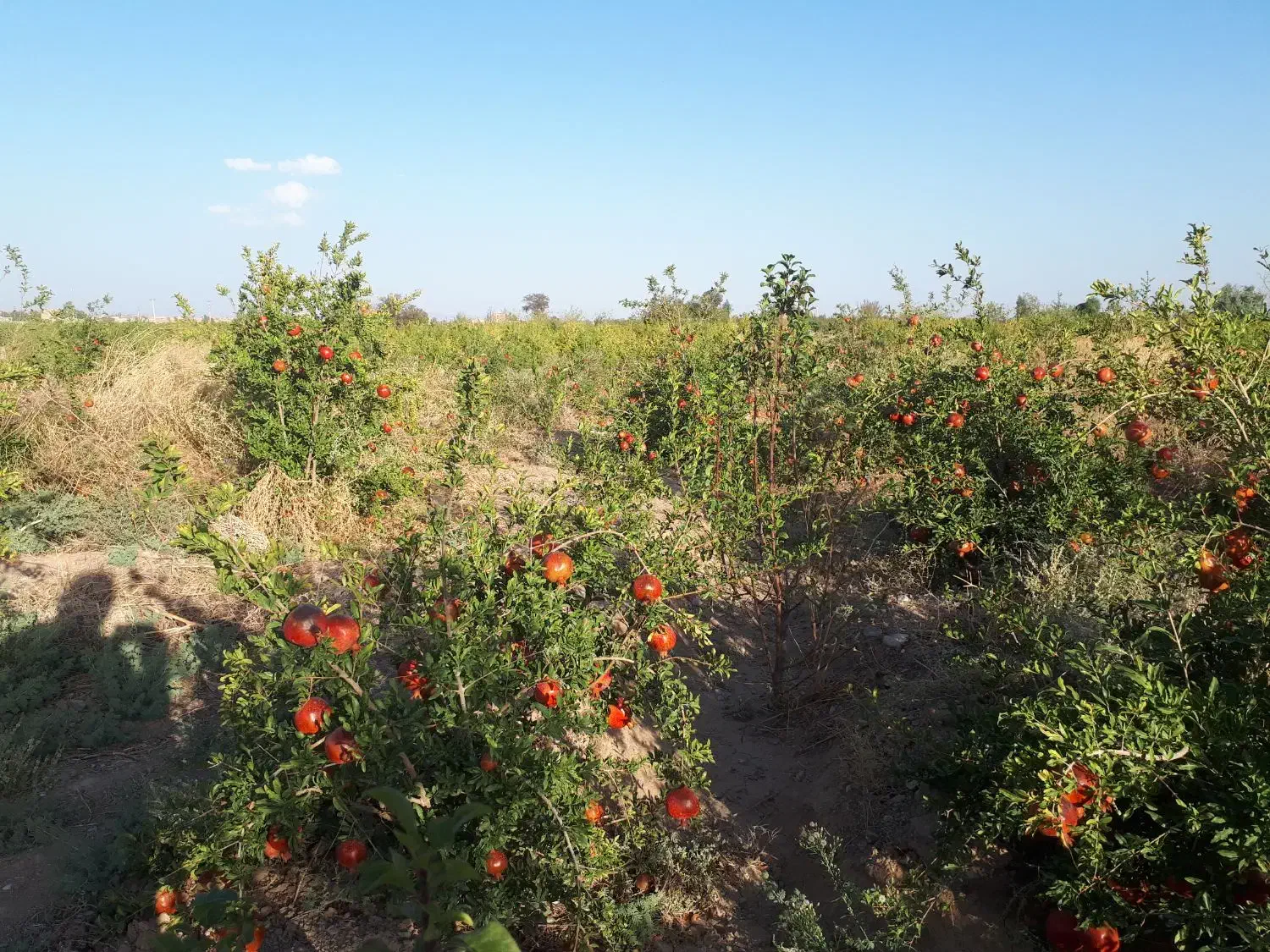 باغ ۵۵۰۰ متری ورودی جاده سد|فروش دفتر صنعتی، کشاورزی، تجاری|ساوه, |دیوار