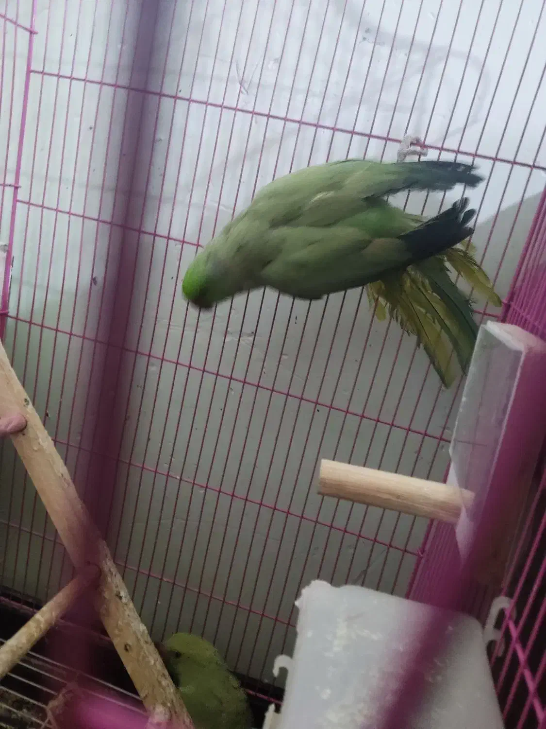 جفت طوطی ملنگو|پرنده|زرند, |دیوار