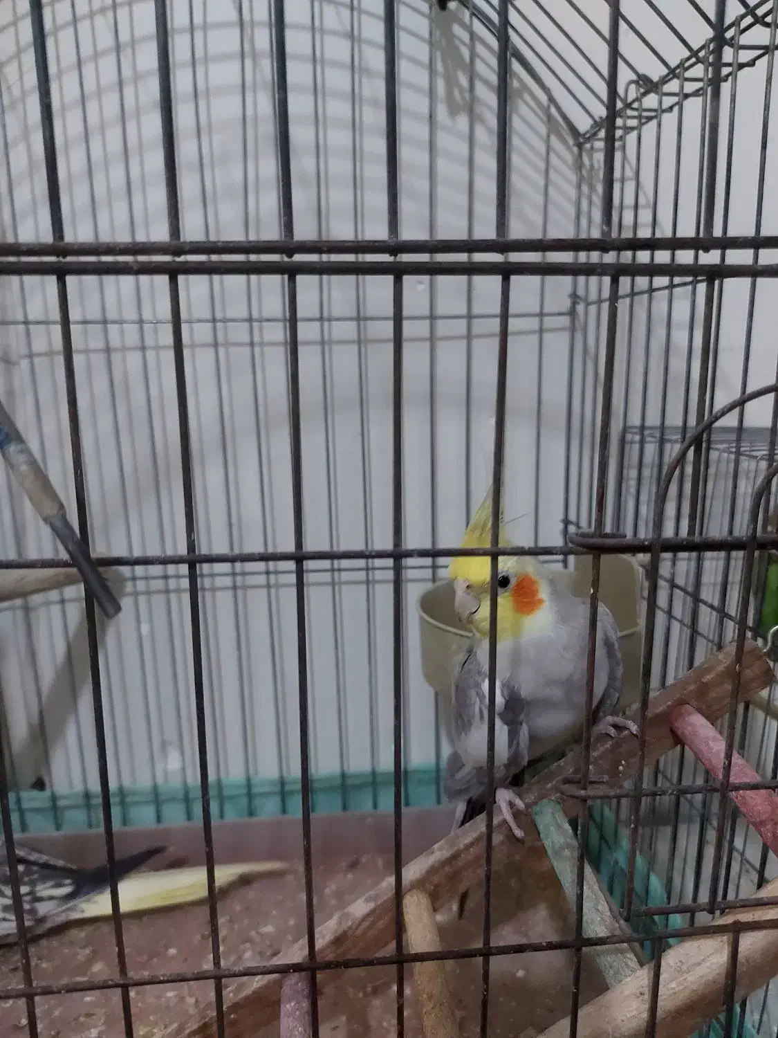 یو جفت عروسی هلندی مولد وسالم|پرنده|تهران, پاسداران|دیوار