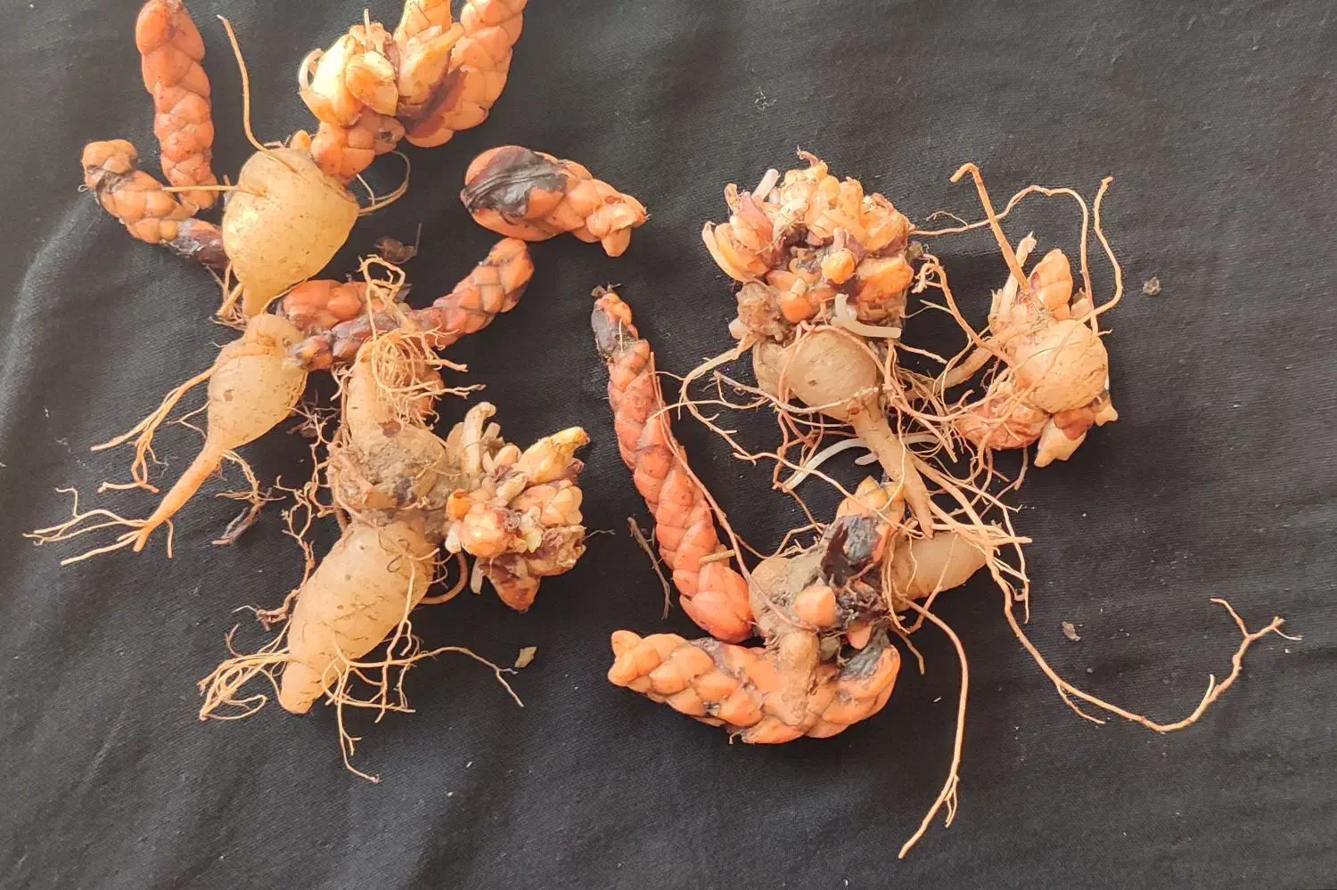 پیازگل عشق (اگزالیس)|گل و گیاه طبیعی|آستانه اشرفیه, |دیوار