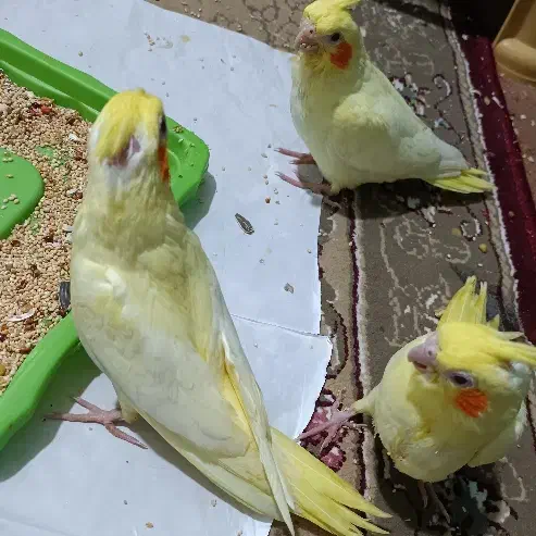 عروس هلندی|پرنده|بندرعباس, |دیوار