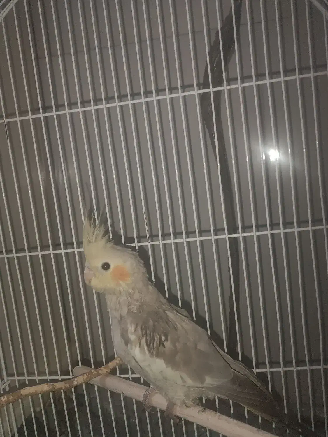 عروس هلندی ماده|پرنده|خوی, |دیوار