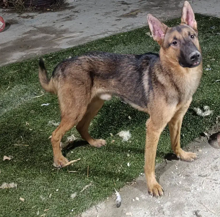 سگ ژرمن|سگ|چابهار, |دیوار