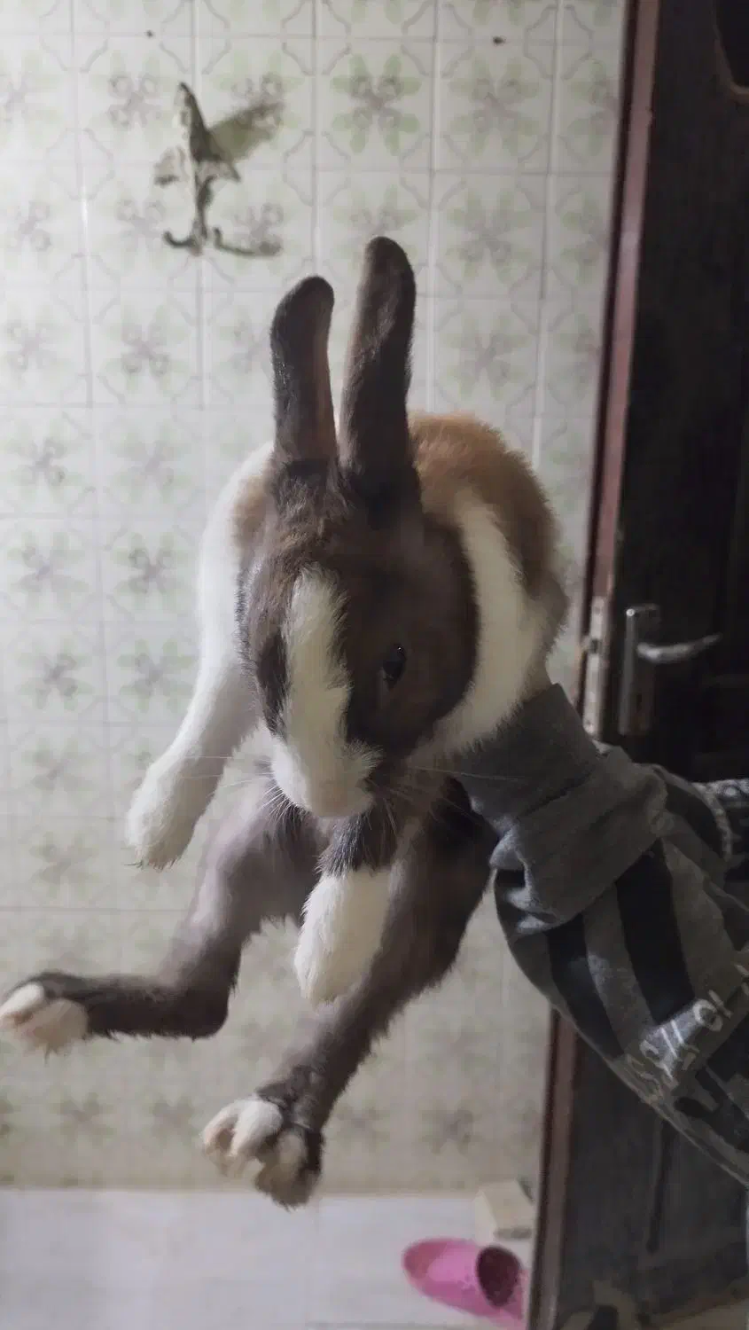 خرگوش|موش و خرگوش|خرمشهر, |دیوار