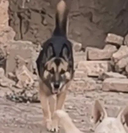 ژرمن ماده|سگ|کاشمر, |دیوار