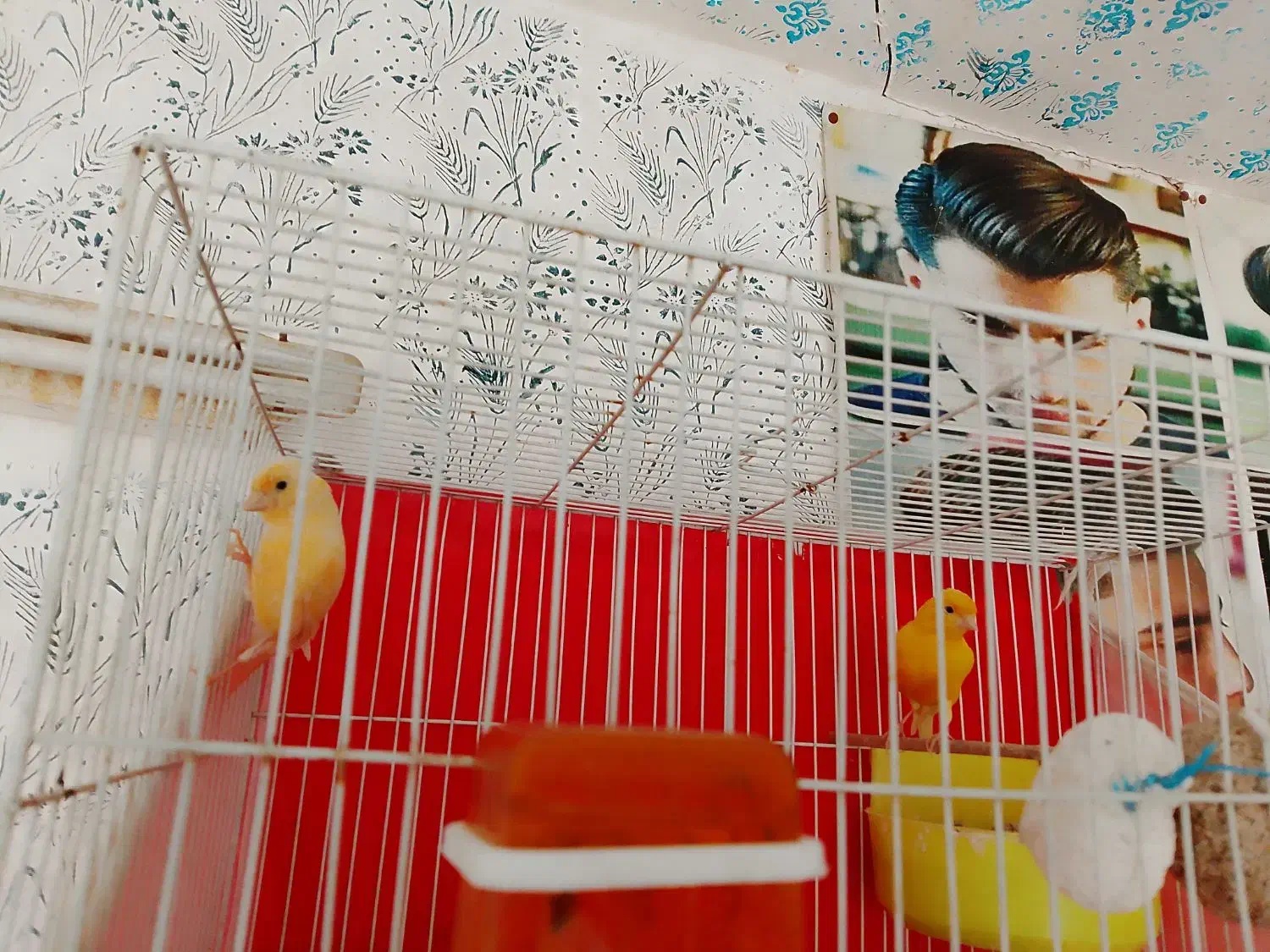 قناری جفتی|پرنده|شیروان (خراسان), |دیوار