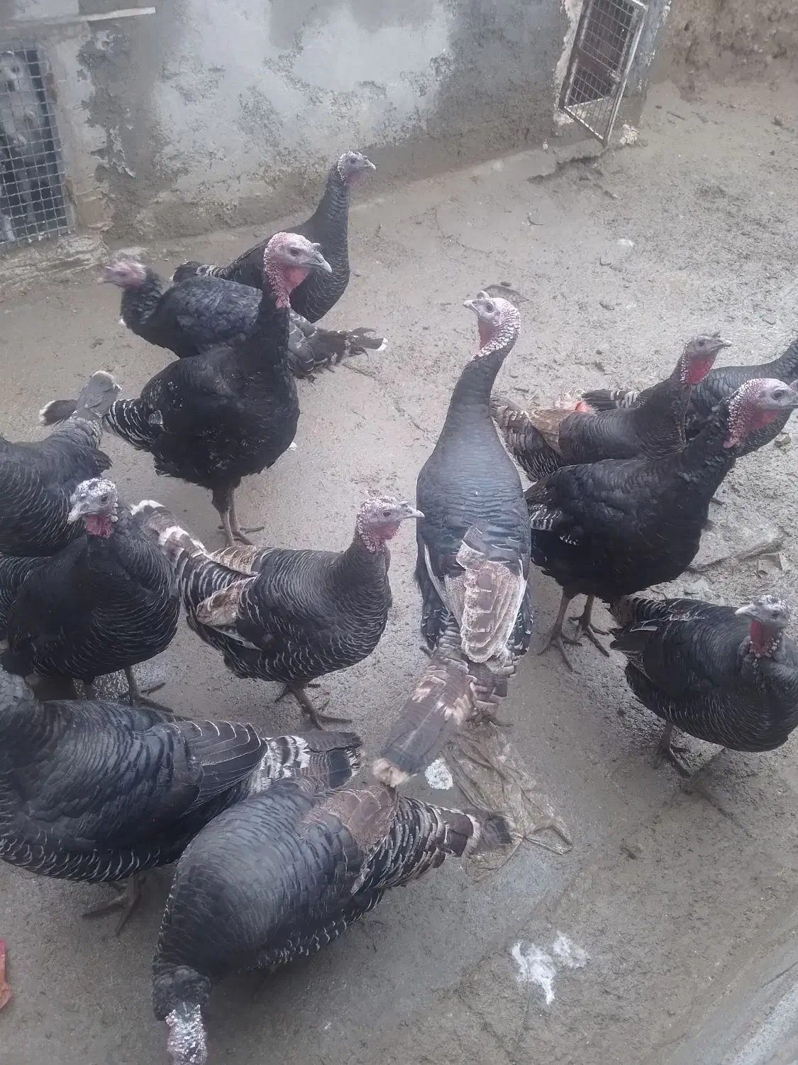 بوقلمون های محلی نر ماده|حیوانات مزرعه|شاهین دژ, |دیوار