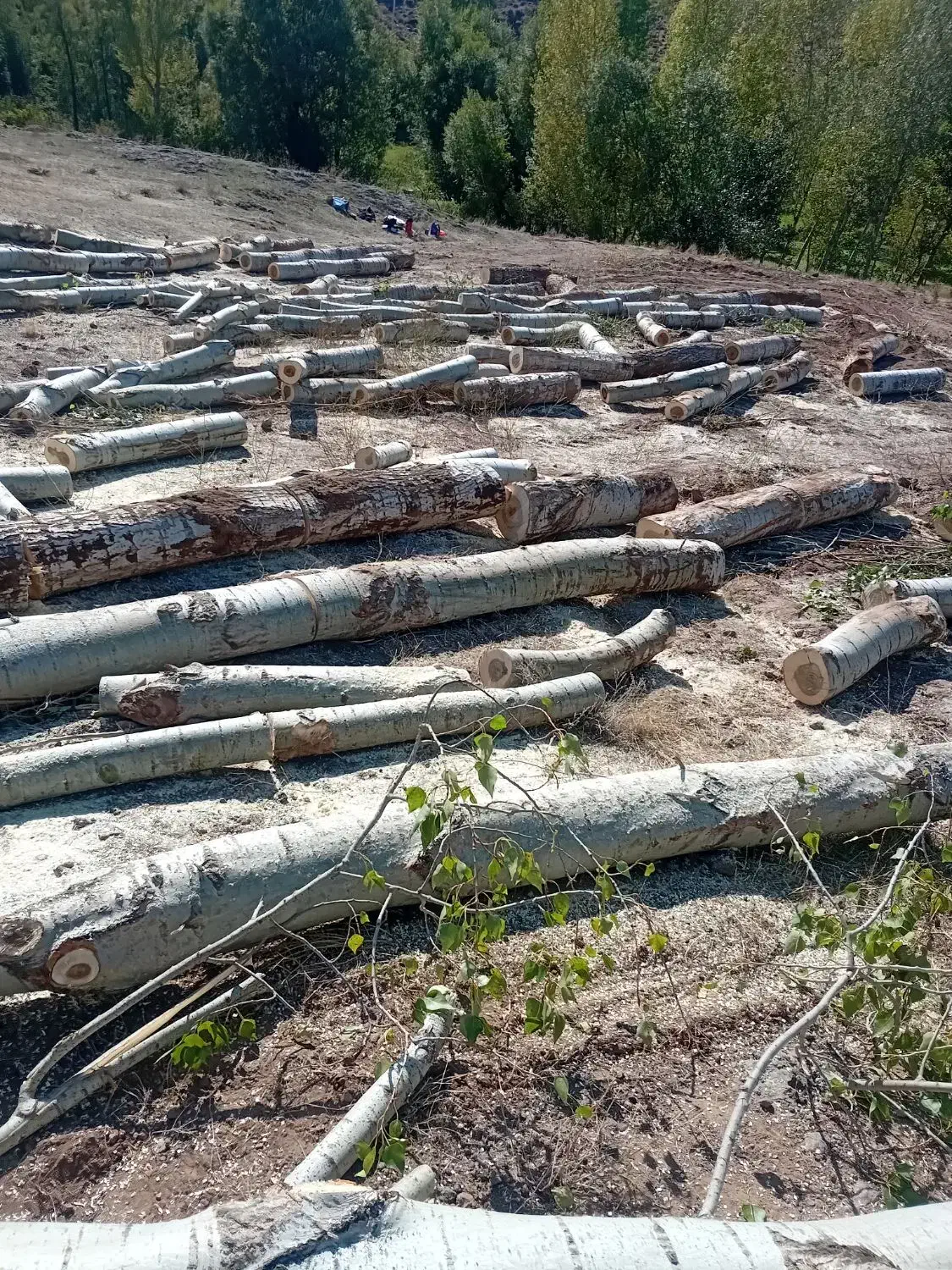 برش و برداشتن انواع درخت و چوب|خدمات باغبانی و درختکاری|اردبیل, |دیوار