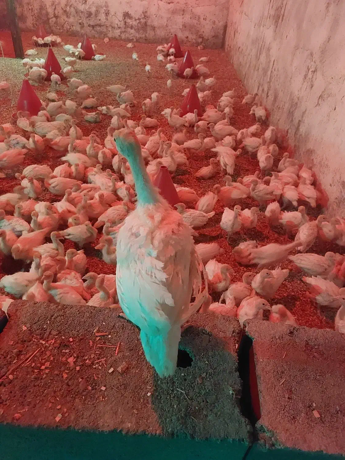 جوجه بوقلمون|حیوانات مزرعه|قم, بنیاد|دیوار