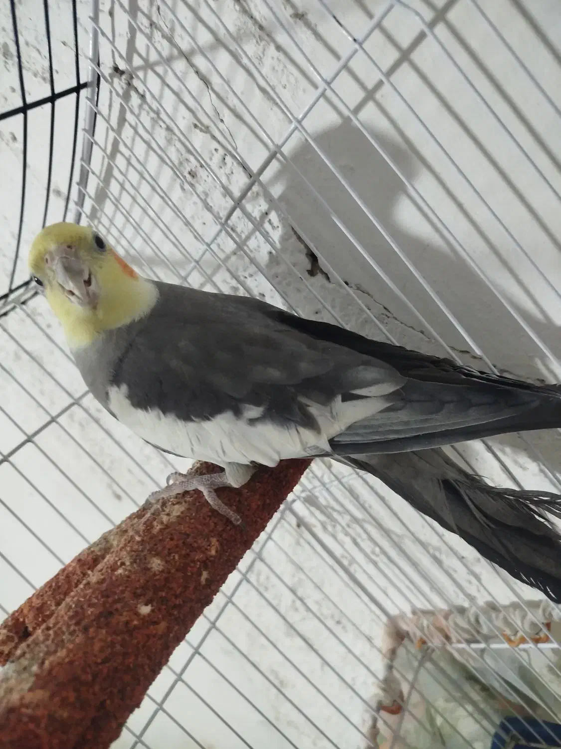 پرنده|پرنده|نیریز, |دیوار