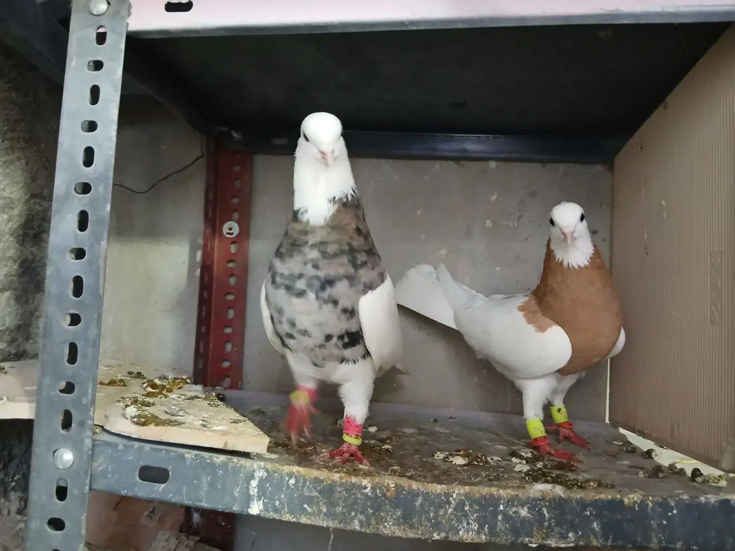 زیورآلات تزئینی، ،طوقی|جواهرات|تاکستان, |دیوار