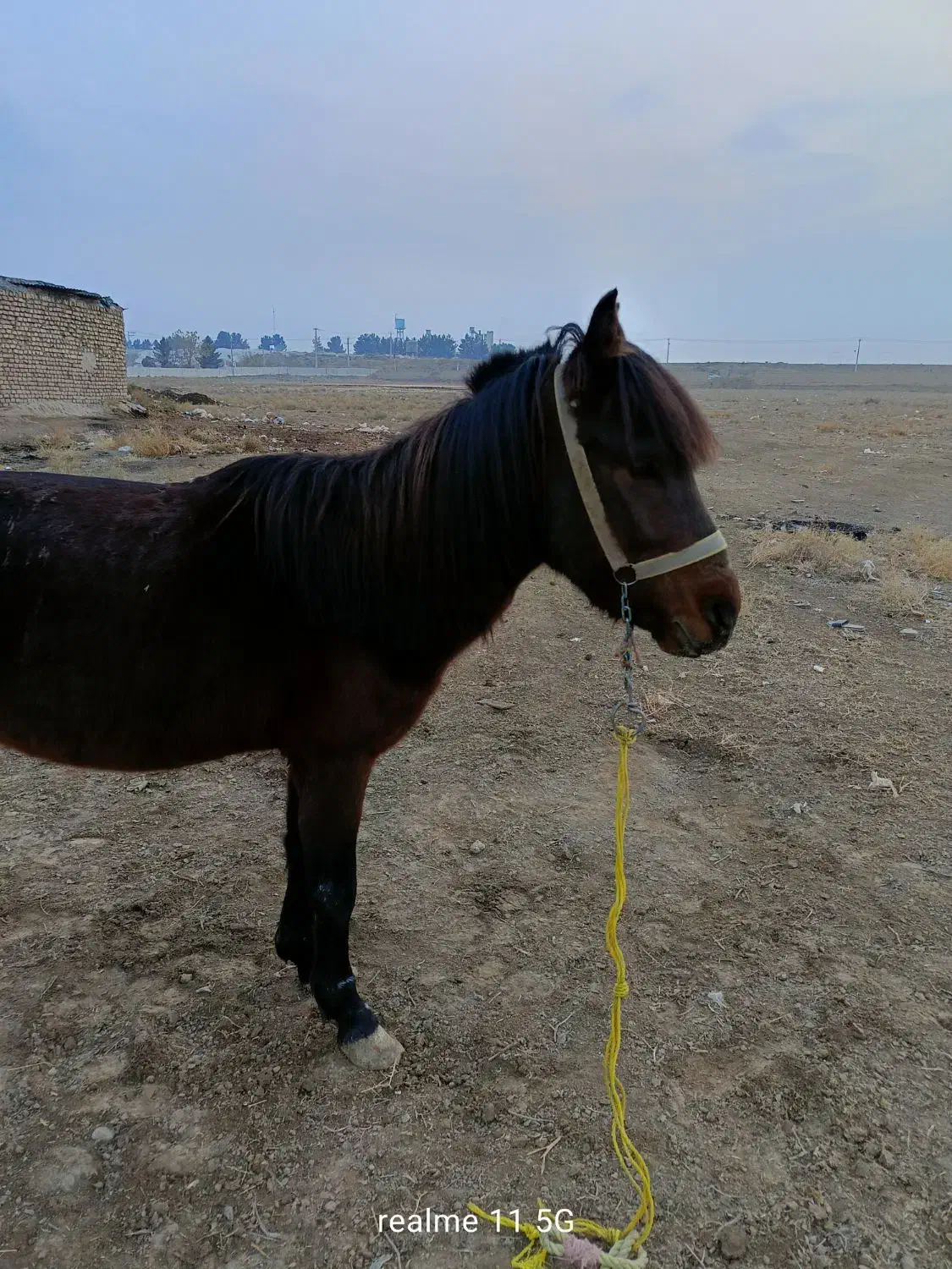 مشکی دورگ یال بلند خیلی آروم خوش راه|اسب و تجهیزات اسب‌سواری|مشهد, شهرآباد|دیوار