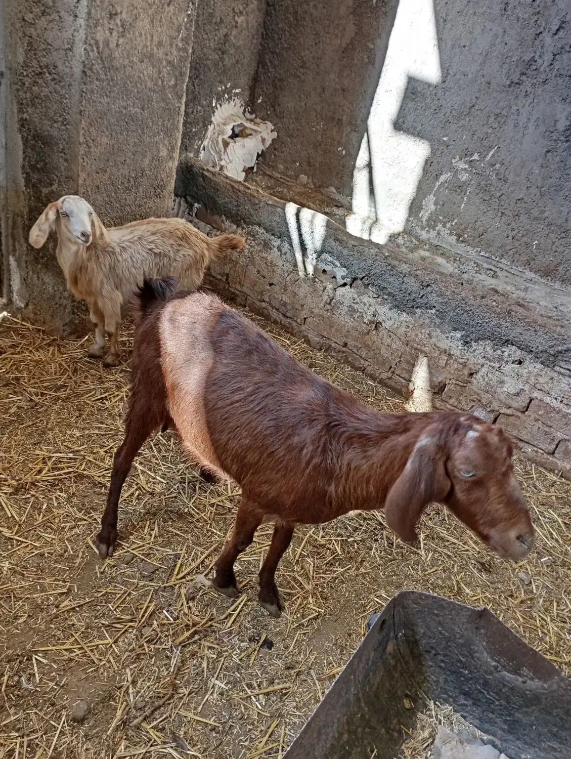 یک عدد بز زاییده|حیوانات مزرعه|نیشابور, شهرک رضوی|دیوار