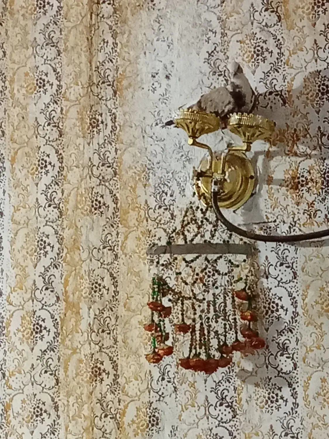 کبوتر|پرنده|چیتاب, |دیوار