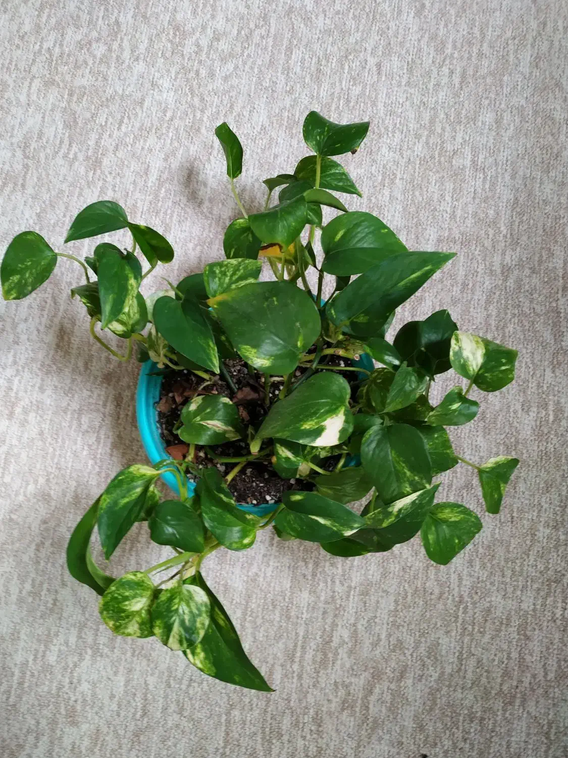 گیاه طبیعی|گل و گیاه طبیعی|بهبهان, |دیوار