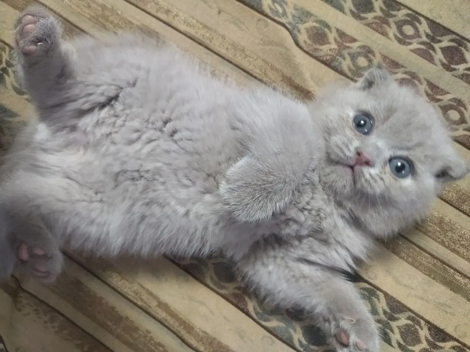 یه قلاده بریتیش اسکاتیش تریپل فولد لیلاک نر|گربه|مشهد, کوثر|دیوار