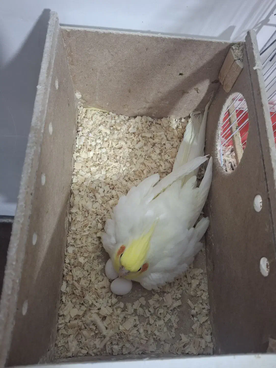 عروس مولد|پرنده|چمران, |دیوار