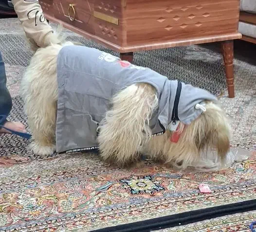 سگ پاکوتاه نر شیتزو|سگ|اردبیل, |دیوار