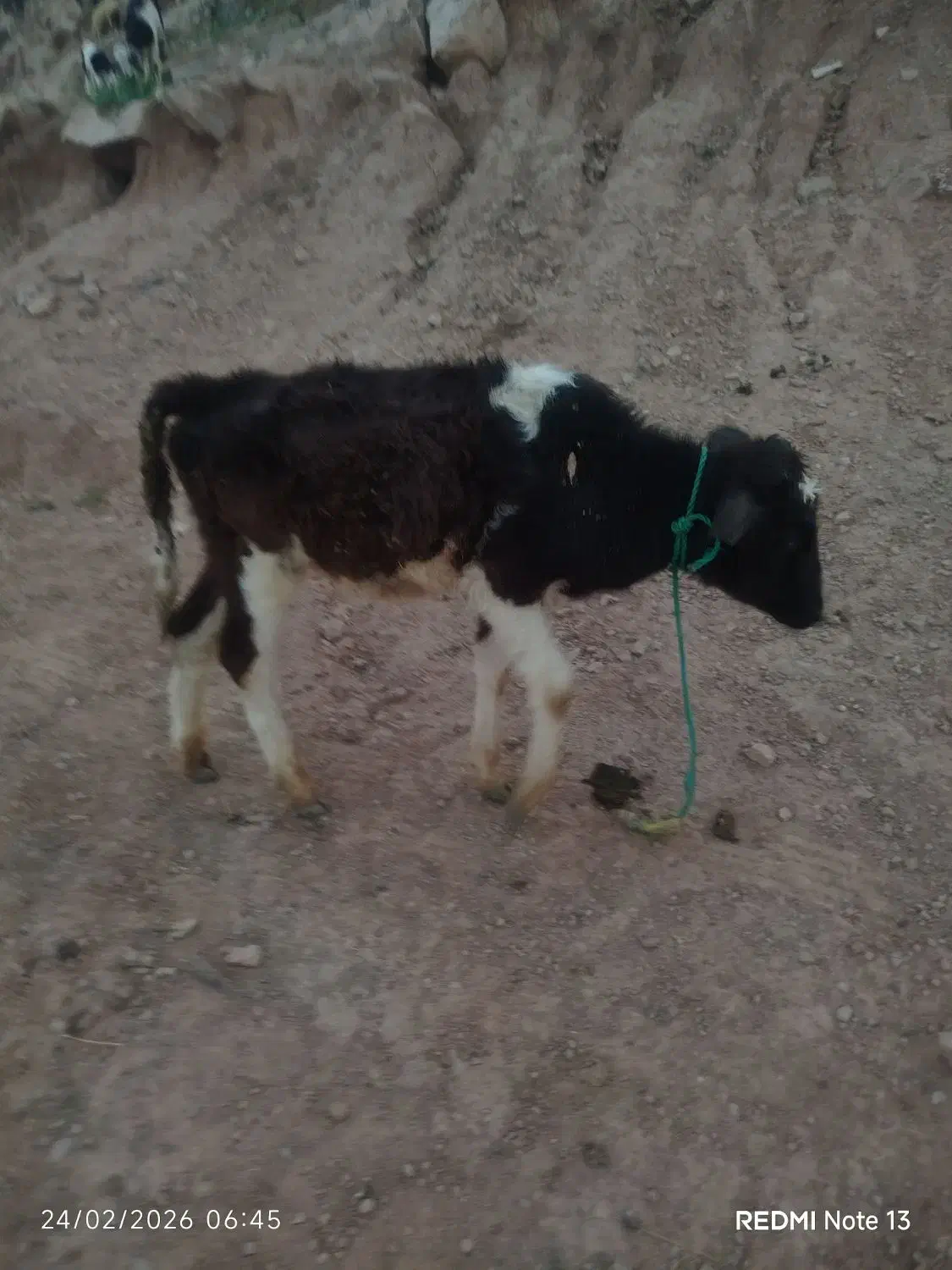 گوساله نر|حیوانات مزرعه|مسجد سلیمان, |دیوار