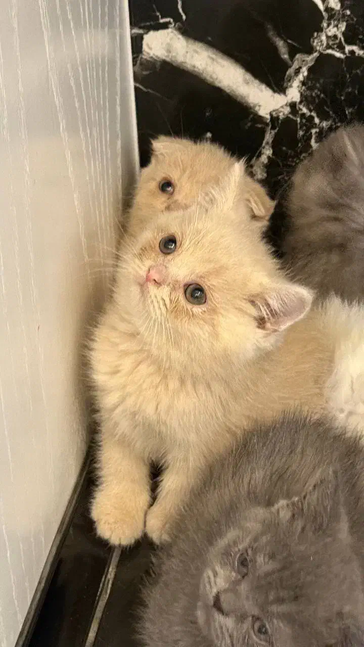 بچه گربه|گربه|تهران, پرستار|دیوار