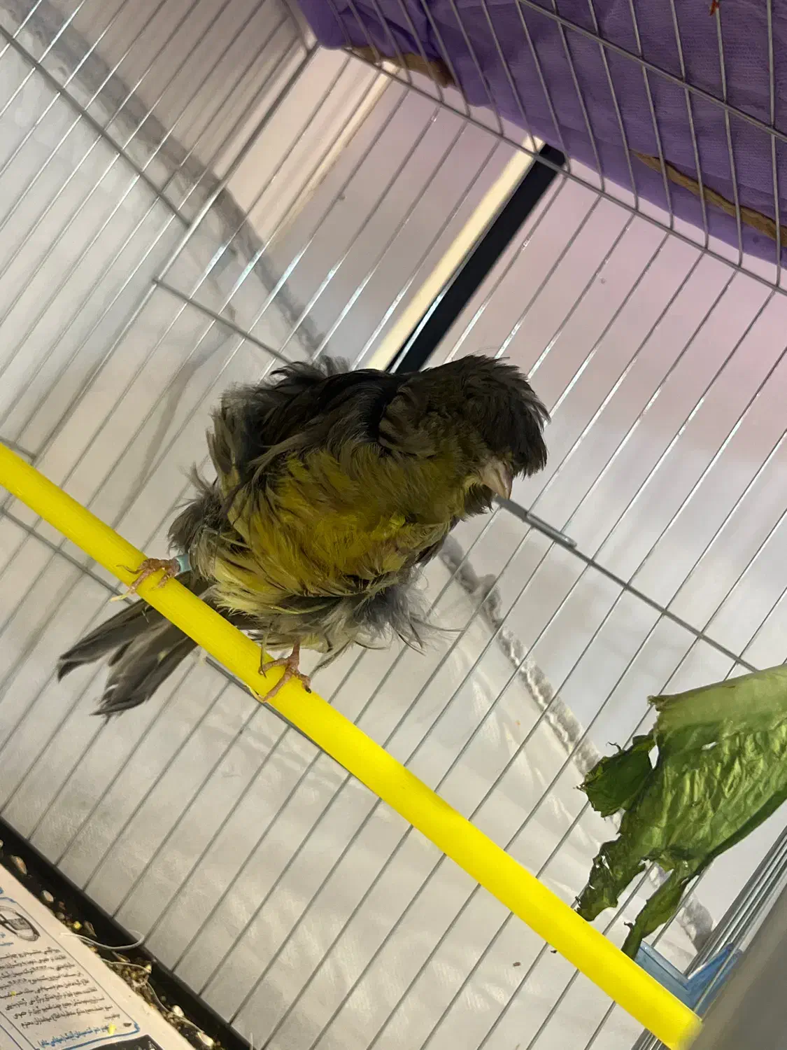 قناری فر ماده اماده|پرنده|رشت, نیکمرام|دیوار