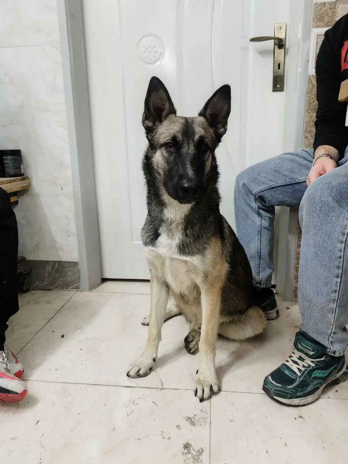 سگ ژرمن|سگ|اصفهان, رهنان|دیوار