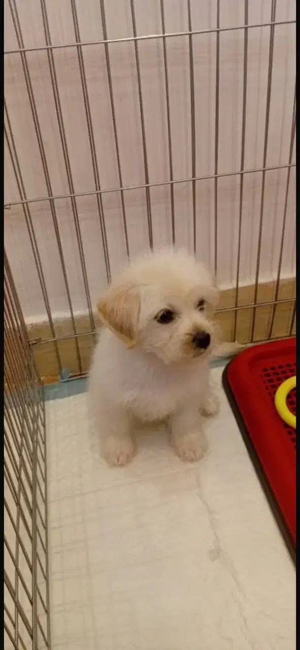 سگ خانگی پودل|سگ|پرند, فاز ۵|دیوار