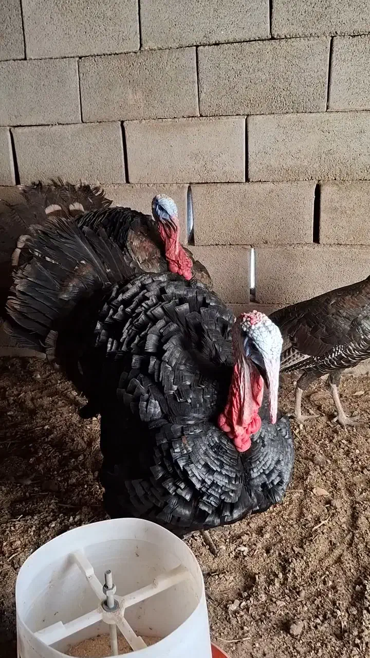 فروش بوقلمون بالغ جوان برنز تازه تخم ،بالای ۸۵درصد|حیوانات مزرعه|رودشت (اصفهان), |دیوار