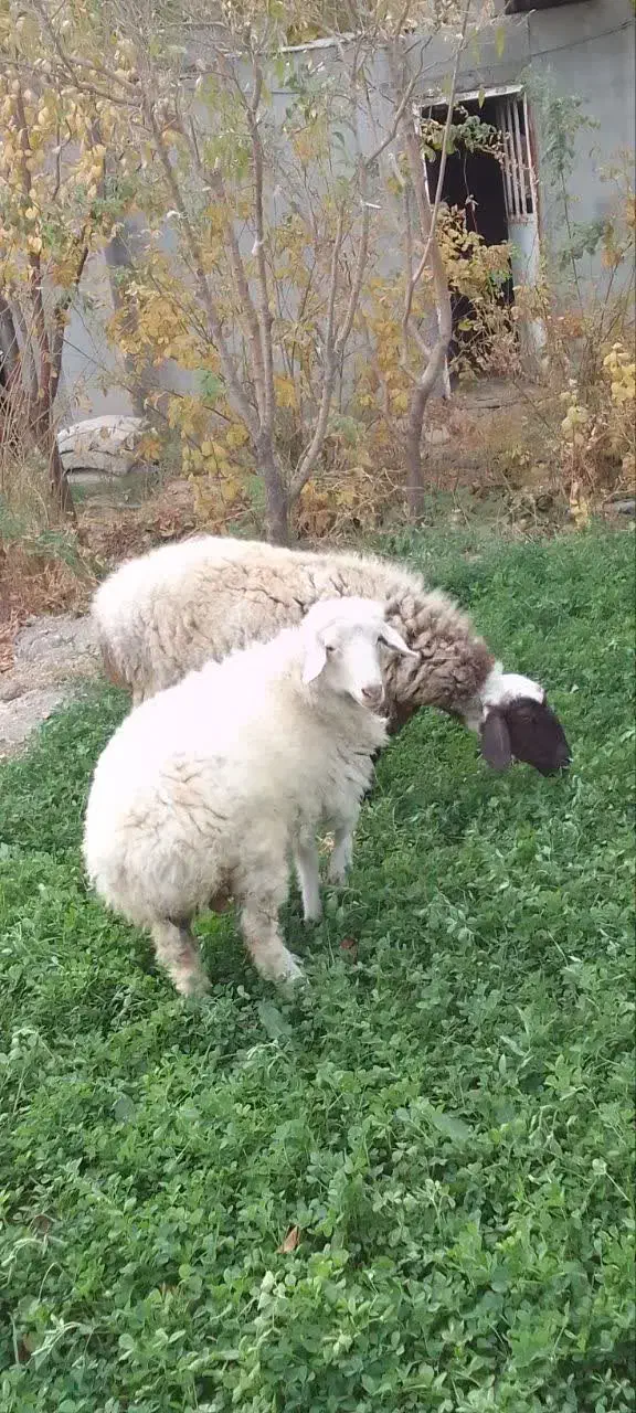 سلام گوسفند بز و میش جوان هر دو برای کشتن|حیوانات مزرعه|مشهد, توس (بلوار توس)|دیوار