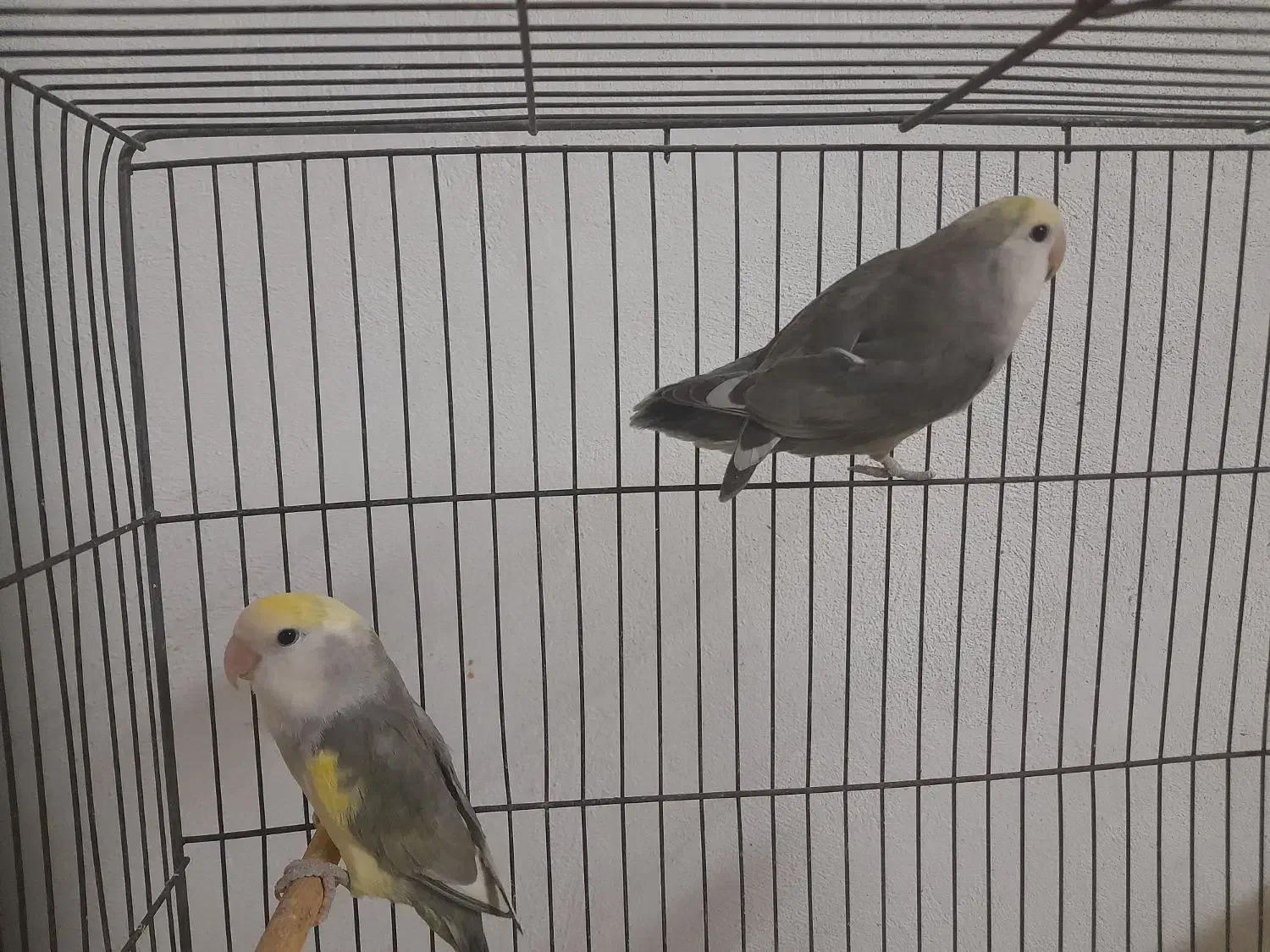 کوتوله رو تخم|پرنده|یزد, |دیوار