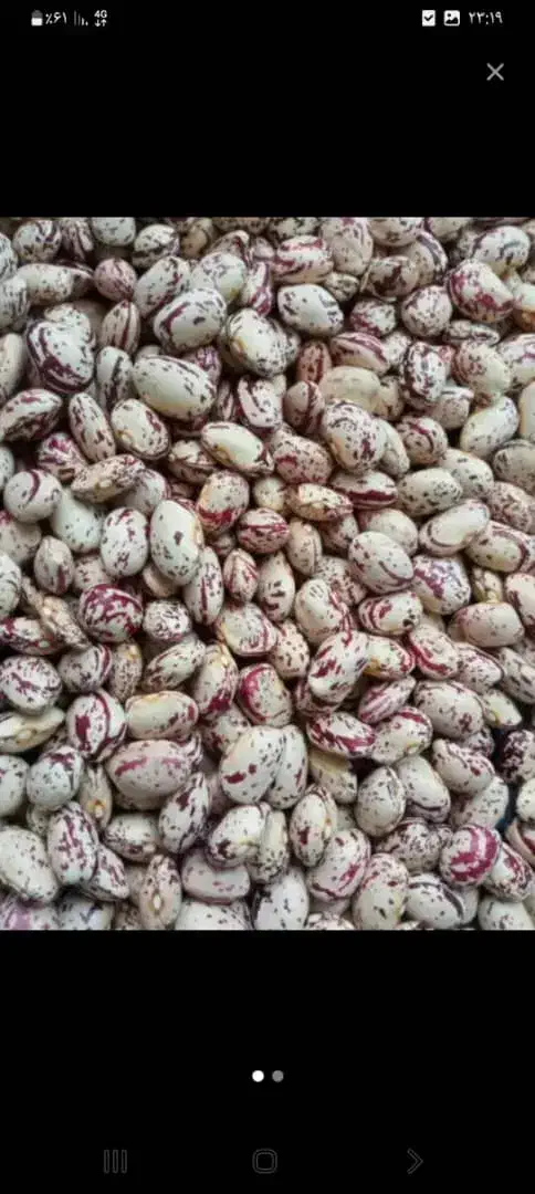 لوبیا چیتی دونوع.. گرد وکپسولی|خوردنی و آشامیدنی|دهگلان, |دیوار