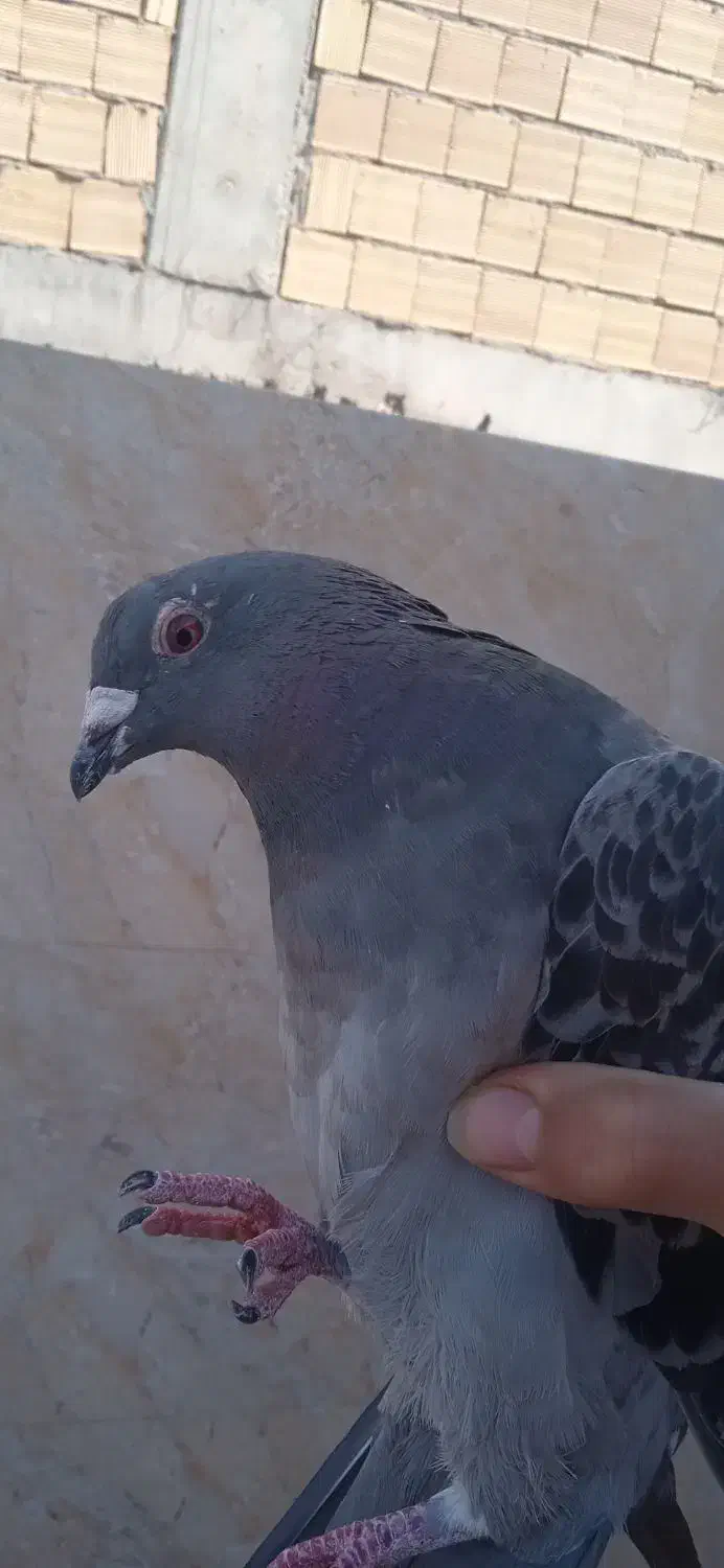 کبوتر|پرنده|مسجد سلیمان, |دیوار