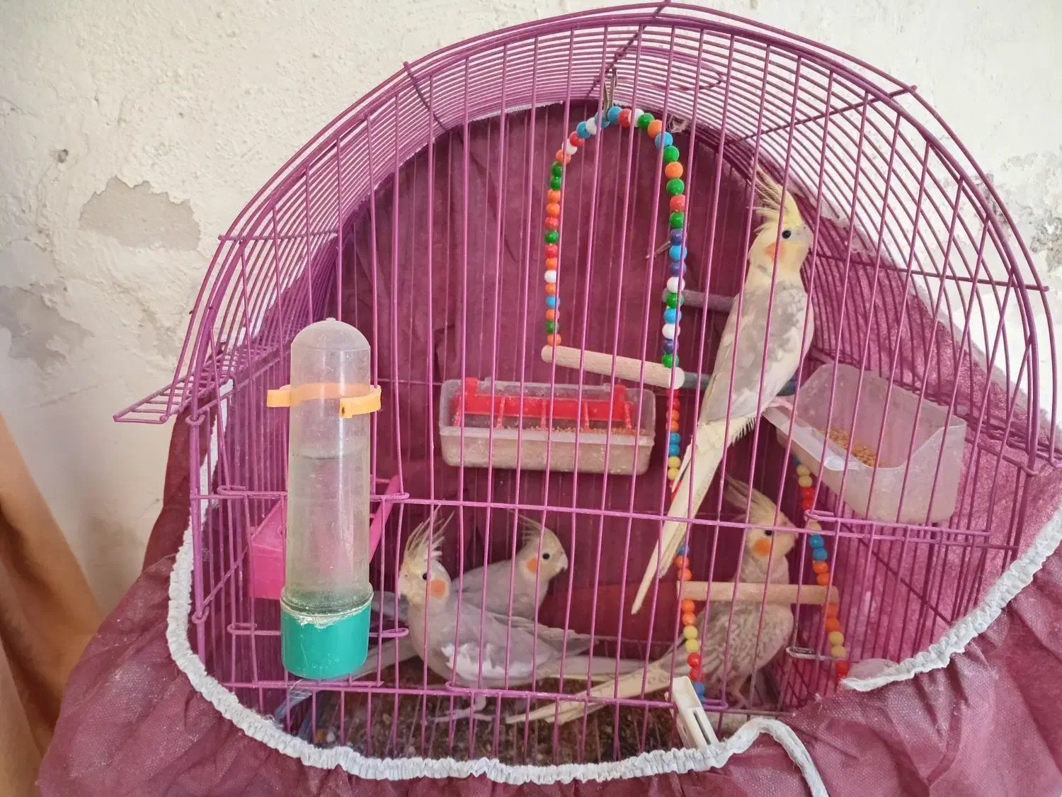 عروس هلندی|پرنده|رشت, قاسمیه|دیوار