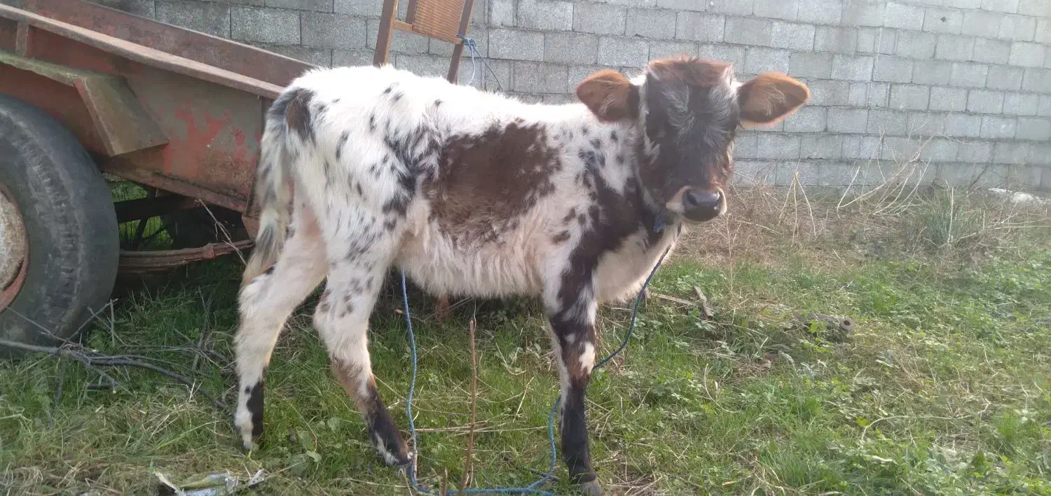 گوساله نر|حیوانات مزرعه|رضوانشهر, |دیوار