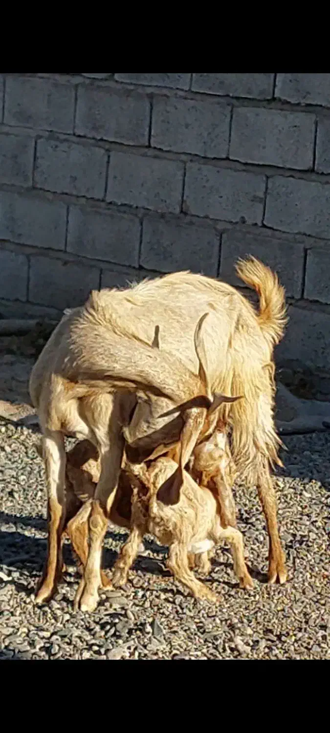 بز پاکستانی دوقلوزا با دو کهره نر ماده چراگی|حیوانات مزرعه|جیرفت, |دیوار