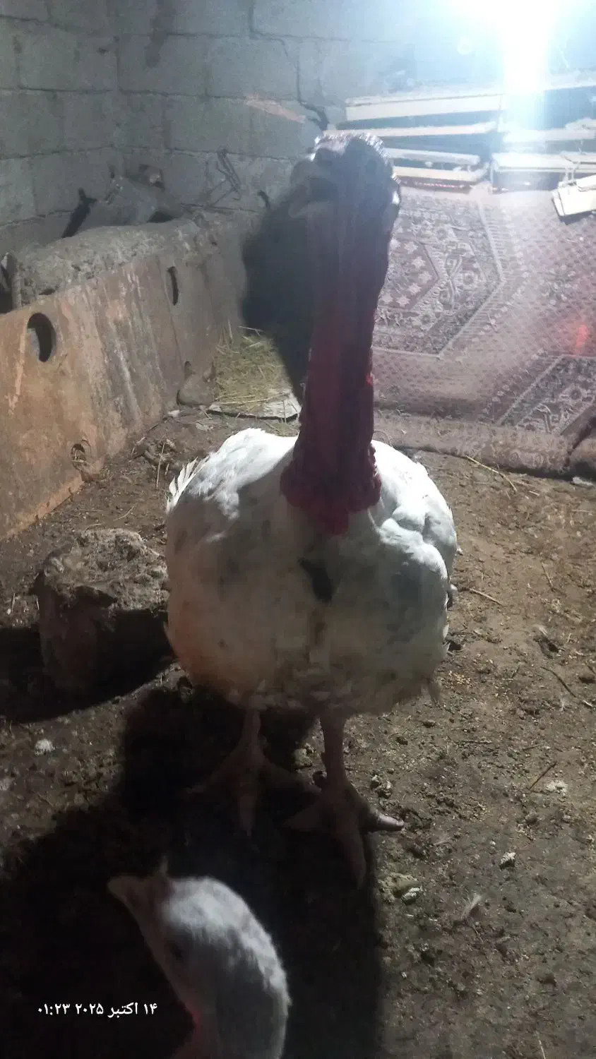 اجفت بوقلمون نروماده،گوشتی|حیوانات مزرعه|سنگر, |دیوار